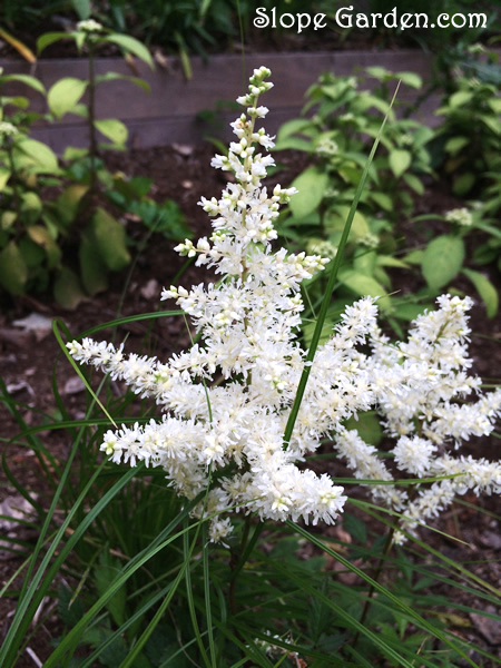 ホワイトガーデンに、白い花が続々と開花しています - 丘の庭ひとりごと