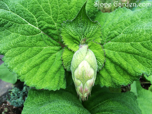 ハーブの花壇から、小径のガーデンにおろすまでの間に開花しそう！クラリセージ