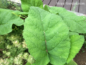ハーブガーデンの様子、巨大な葉っぱで混みあってます