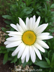 ホワイトガーデンに、白い花が続々と開花しています