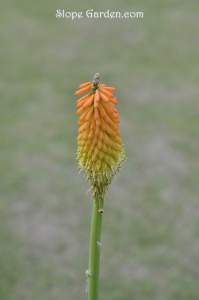 イングリッシュガーデンのポイント使い、庭作りの参考になるな〜