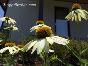 ガーデンに夏の花が咲く時期になりました。ルドベキアもエキナセアも元気！