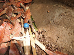 宝石のようなコバルトブルーの実をつける樹木ブルー・マーブル・ツリー（青マーブルの木）