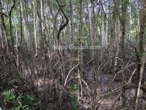 マングローブの森と野鳥たち、砂漠化からアジア最大の森に再生（ベトナム）