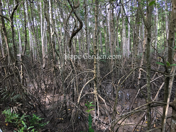 マングローブの森と野鳥たち、砂漠化からアジア最大の森に再生（ベトナム）