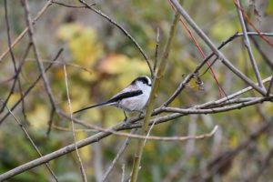 丘の庭に遊びにくる野鳥たち