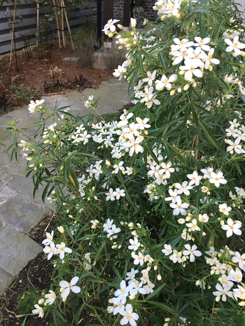 白い花が咲く常緑低木チョイシア テルナータ アズテックホワイト 丘の庭ひとりごと