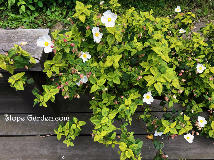 白い花を咲かせるブッシュ状の常緑低木 シスタス ゴールドプライズ 丘の庭ひとりごと