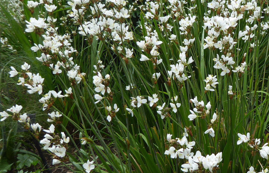 蘭に似た可憐な白い花を咲かせるリバーティア・グランデフローラは乾燥に強く育てやすい